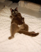 /album/fotogalerie-miezekatzen/pinki-in-ruckenlage-jpg/